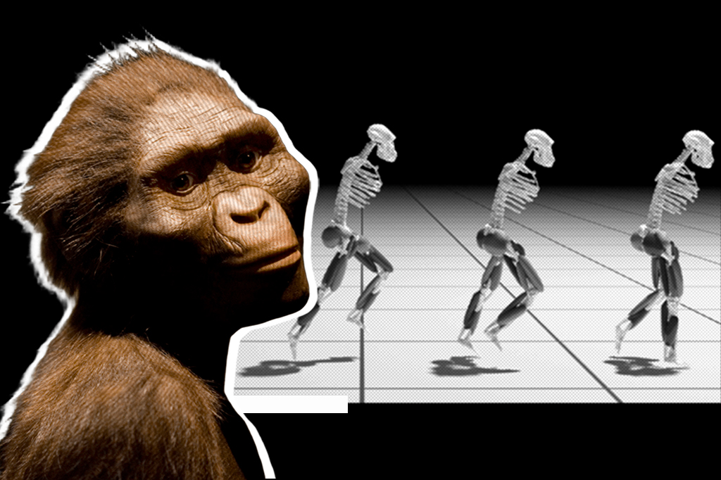 Montagem da Exposição "Lucy" com imagem simulando o desempenho de corrida em Au. afarensis.