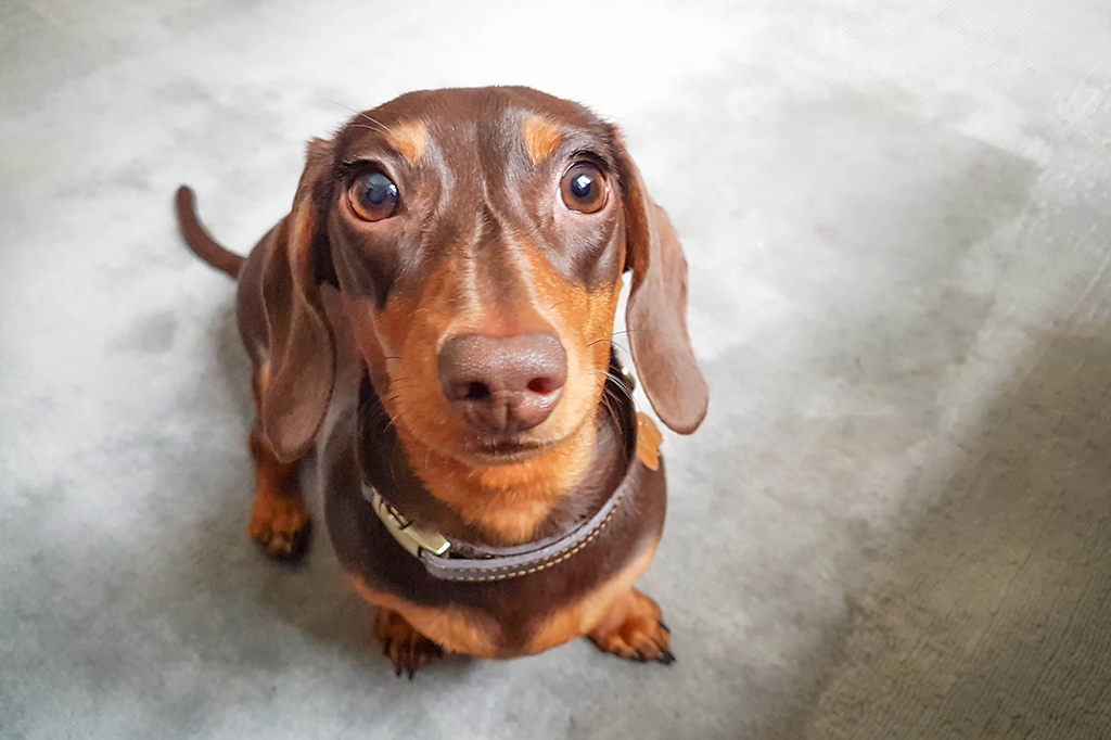 A tática perfeita para fazer seu cachorro prestar atenção, segundo a ciência