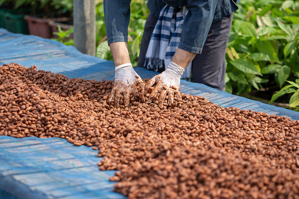 Chocolate mais caro? Aquecimento global está causando caos no mercado de cacau, diz estudo