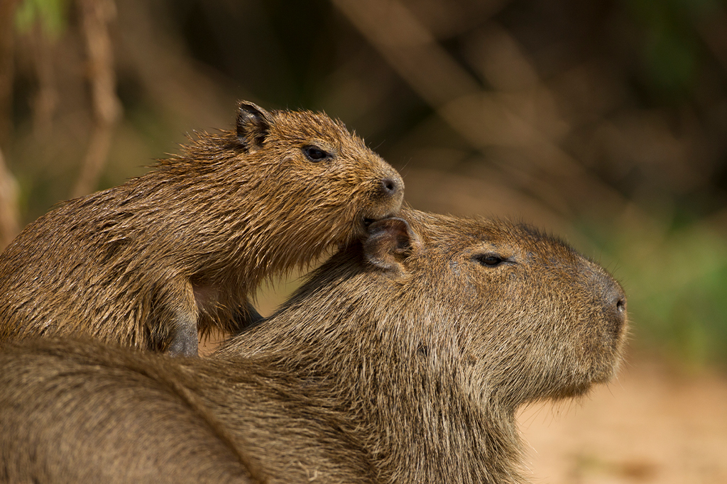 Fotografia de uma capivara e seu filhote.
