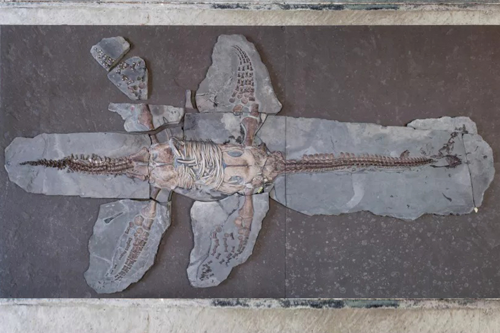 Fóssil de gigante marinho conserva pele e escamas de 183 milhões de anos. Veja imagens