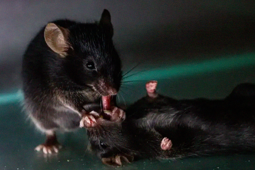 Fotografia de um rato cuida de um rato inconsciente puxando sua língua.