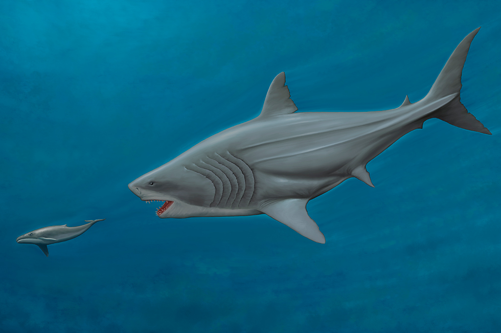 Ilustração de um Megalodon perseguindo uma baleia.