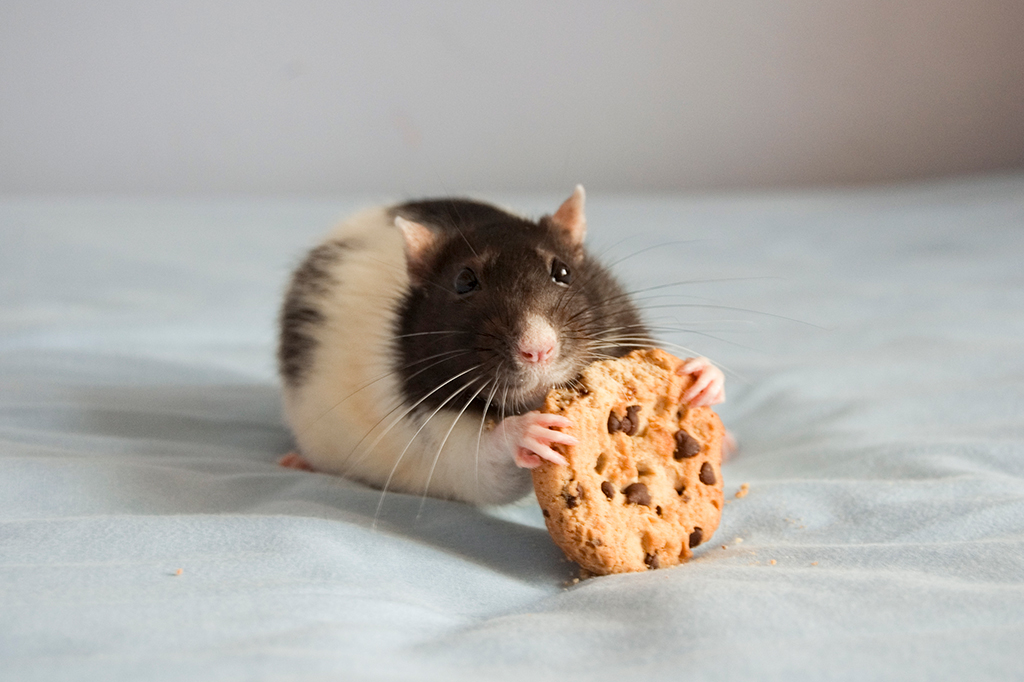 Fotografia de um rato comendo um cookie.