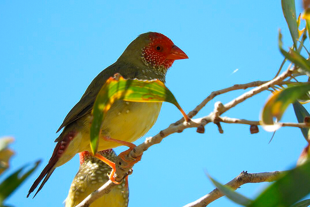 Fotografia da ave diamante star finch.