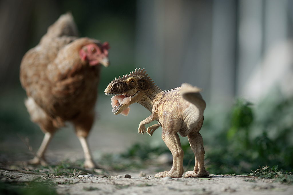 Experimento tenta criar galinhas sem penas, com pele escamosa de dinossauro