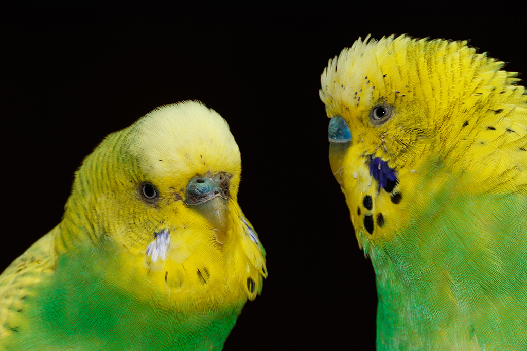 Cérebros de periquitos têm mapa de sons vocais, assim como nos humanos