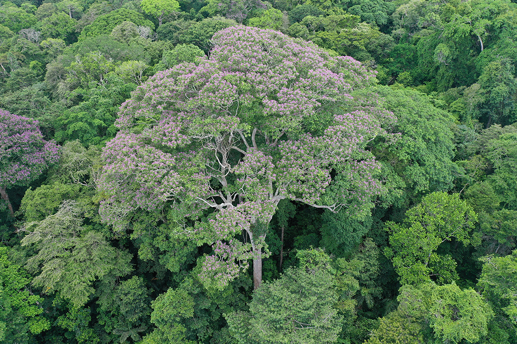 Fotografia de uma árvore Dipteryx oleifera.