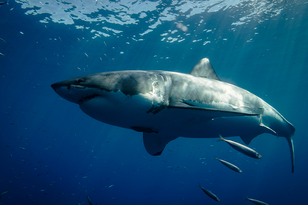 Tubarão ataca humanos somente quando sente cheiro de sangue? Entenda