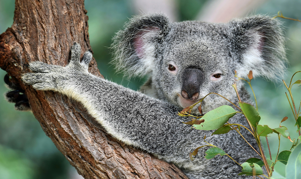 O que está por trás do abate sem precedentes de coalas na Austrália