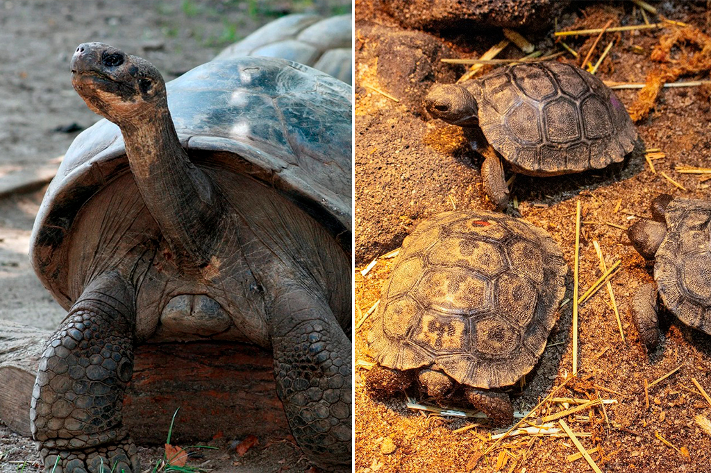 Conheça a tartaruga Mommy, que se tornou mãe pela primeira vez aos 100 anos