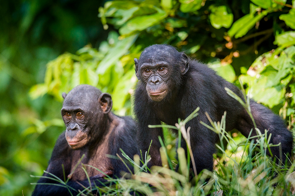 Macacos falantes? Como humanos, bonobos combinam sons para formar frases