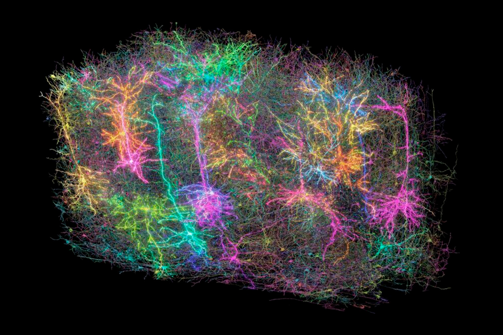 Esta imagem mostra um subconjunto de mais de 1.000 dos 120.000 neurônios reconstruídos no projeto MICRONS.