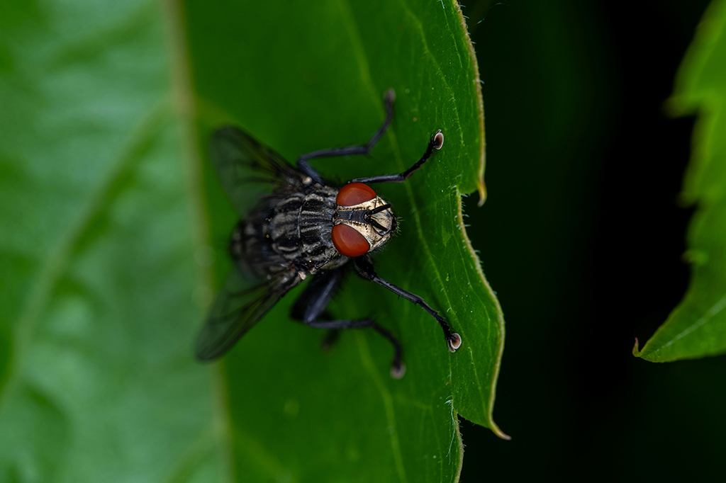 Fotografia de uma mosca em uma folha.