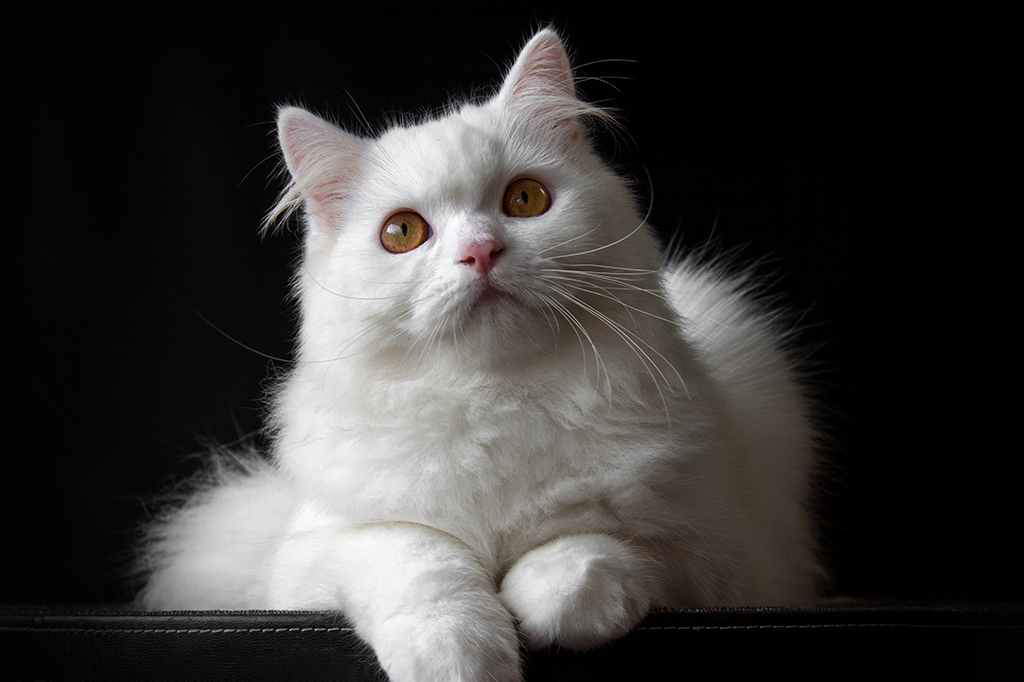 Por que gatos brancos geralmente são surdos?