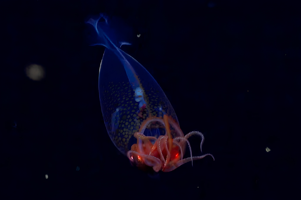 Fotografia da primeira observação ao vivo confirmada da lula colossal, Mesonychoteuthis hamiltoni , em seu habitat natural.