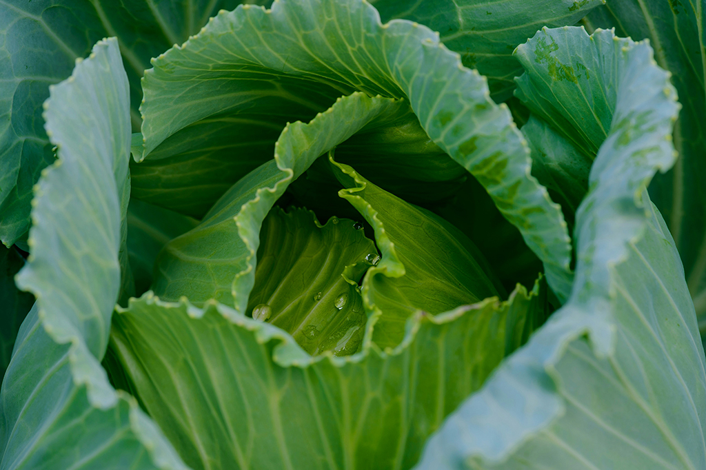 Vegetais podem absorver microplásticos do ar – e isso é uma péssima notícia