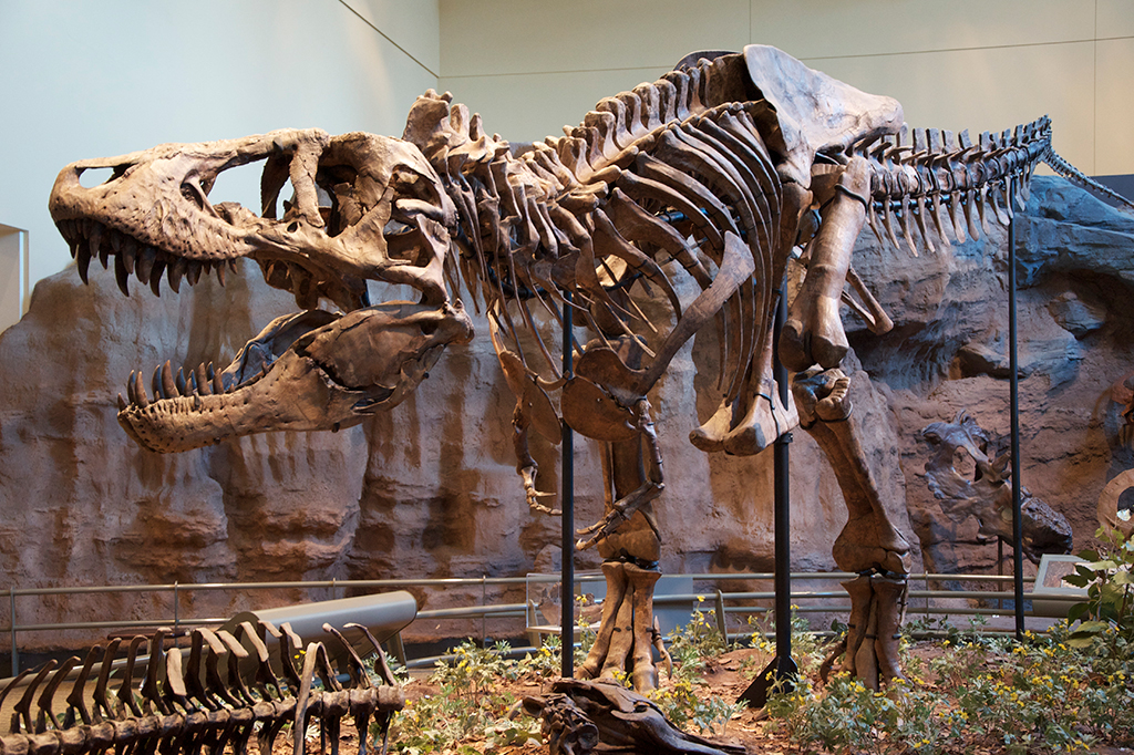 Fotografia de um fossil de um Tiranossauro rex.