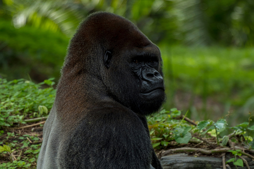Esses gorilas cavam o solo à procura de trufas, e não de insetos como se pensava