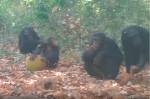 Fotografia de Chimpanzés se alimentando e compartilhando frutas fermentadas de Treculia africana.