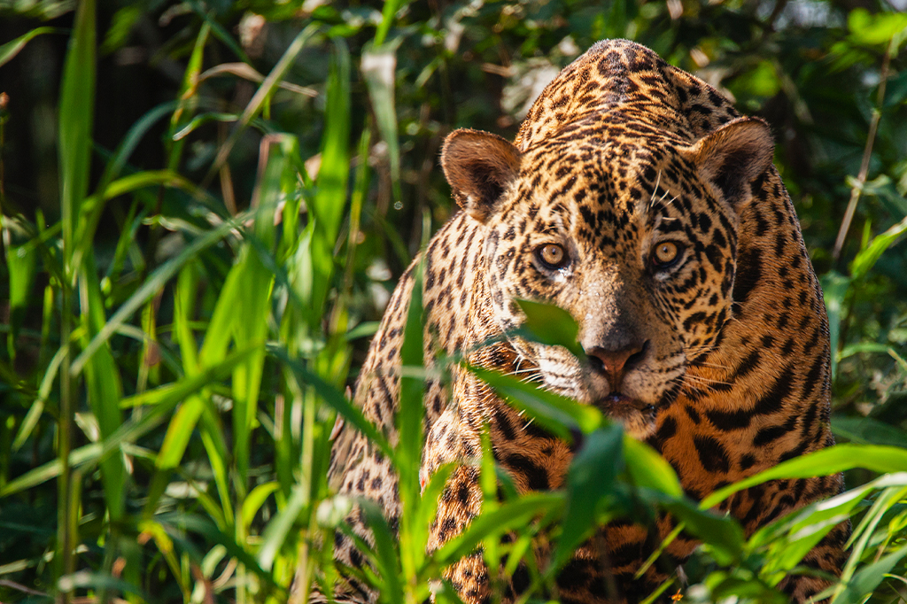 Onças costumam atacar humanos? Entenda a cadeia alimentar desse felino