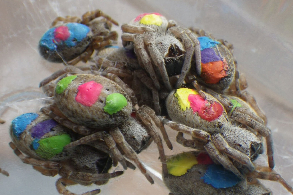 Aranhas “hippies” desafiam consensos sobre personalidade animal, segundo pesquisa