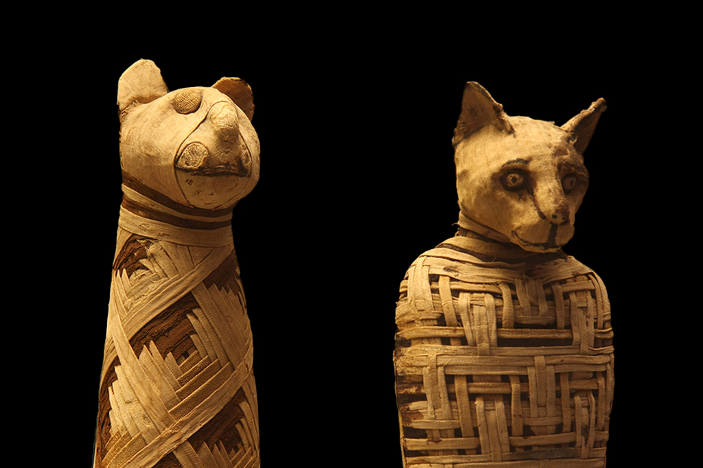 Gatos podem ter sido domesticados para sacrifícios religiosos no Egito Antigo