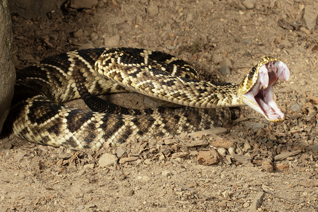 Sangue de homem picado por cobras mais de 200 vezes é usado para criar novo antídoto