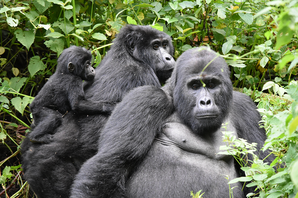 Gorilas têm relações de amizade complexas, assim como os seres humanos