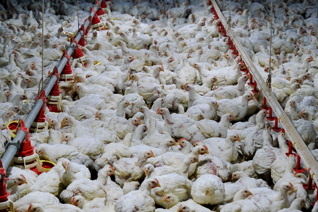 Gripe aviária: humanos podem contrair a doença?