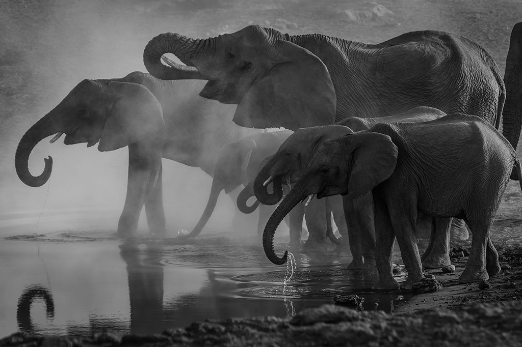 Elefantes são imunes ao câncer? Não é bem assim