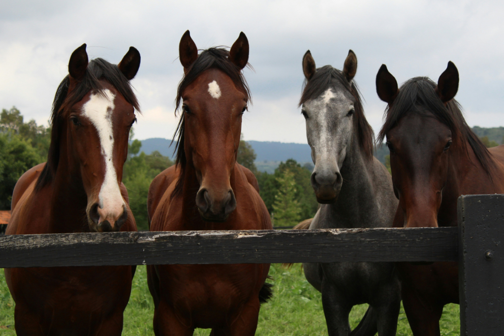 Cavalos usam uma grande variedade de caretas para se comunicar, diz estudo
