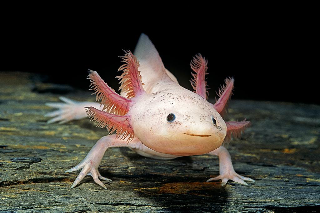 Pesquisa traz esperança para a volta dos axolotes à natureza