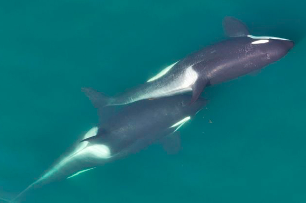 Orcas são filmadas fazendo “skincare” com massagem. Assista