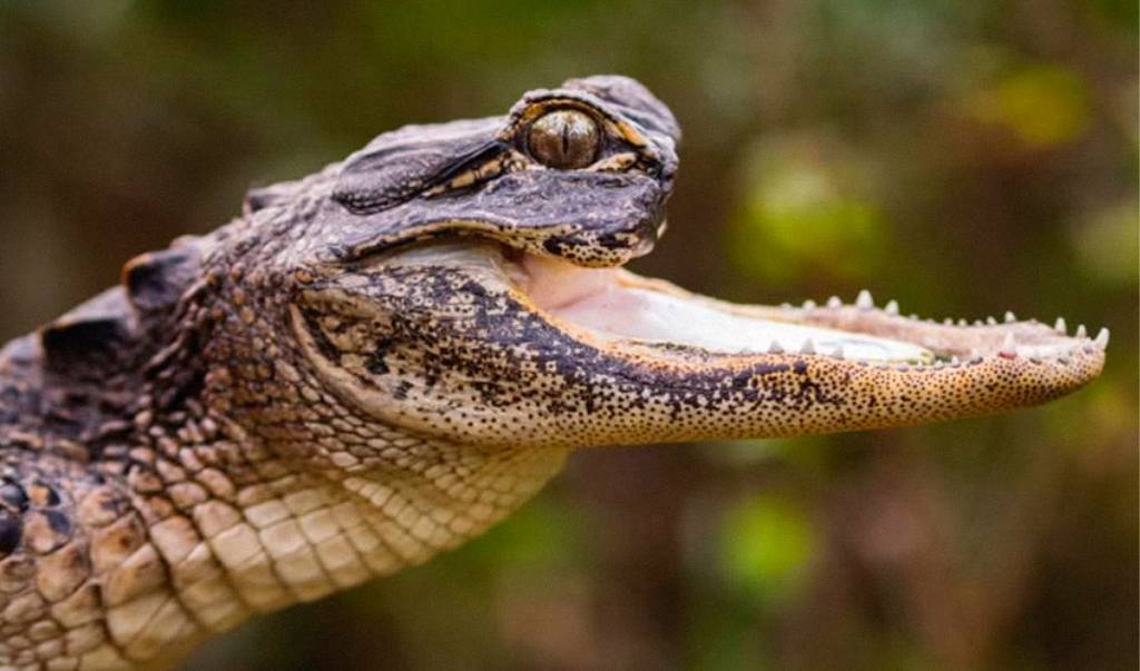 Conheça Jawlene, a jacaré-fêmea sem maxilar superior resgatada na Flórida