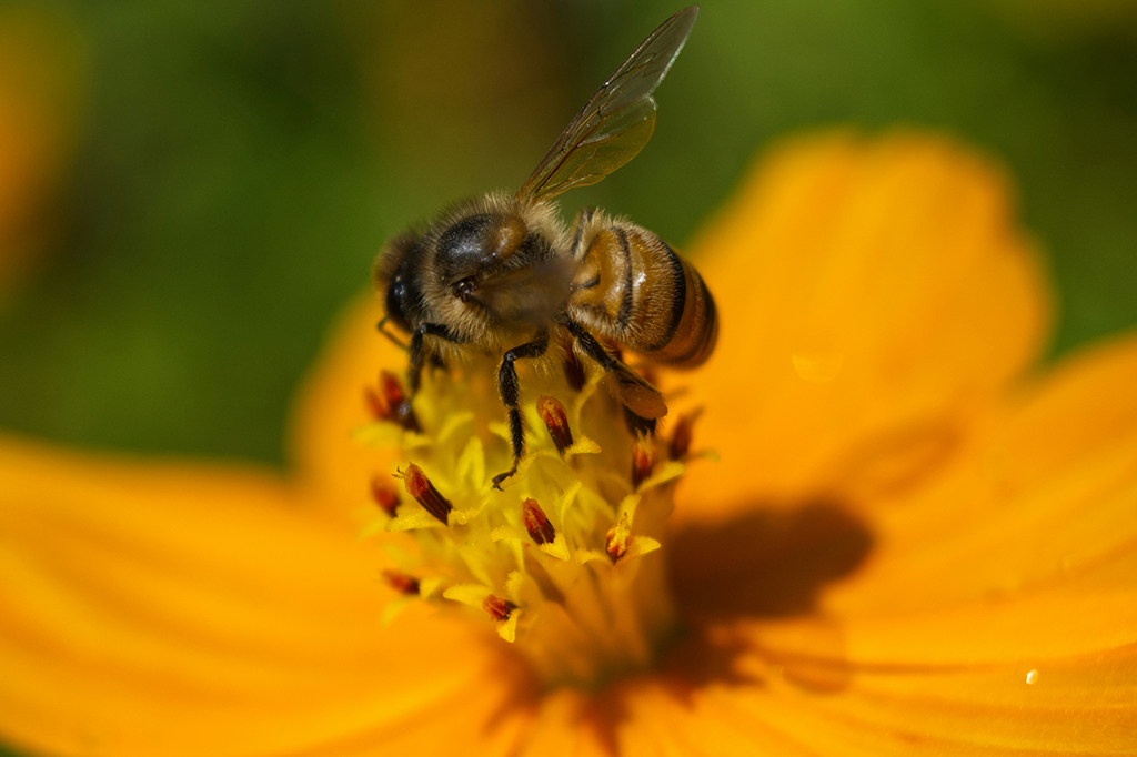 Calor e metais pesados estão alterando zumbido das abelhas