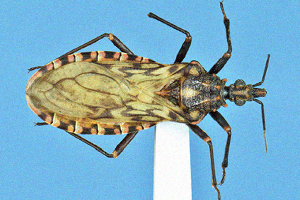 Fiocruz participou da descrição de 260 novas espécies nos últimos 10 anos