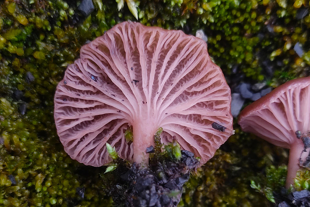 Fotografia das quatro novas espécies de cogumelos descobertas na Antártica, pertencentes ao gênero Omphalina.