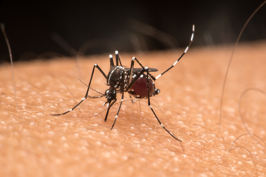 Vacina brasileira contra zika tem bons resultados em testes com camundongos