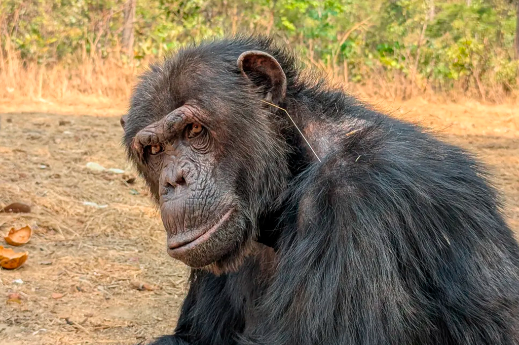 Nova moda entre chimpanzés: colocar grama na orelha (e no traseiro)