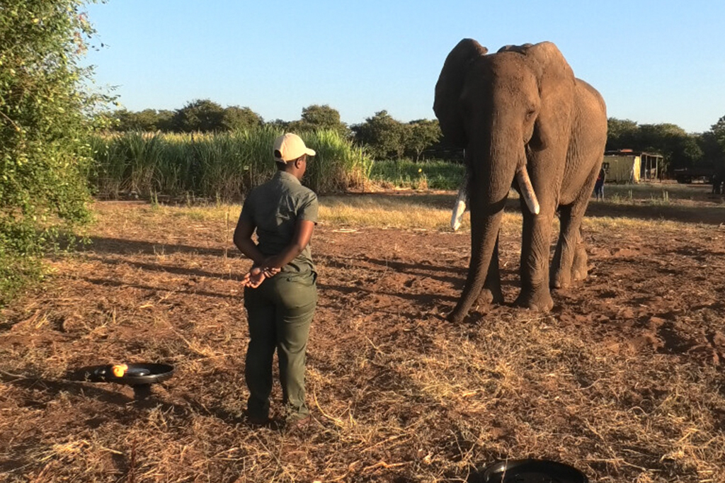 Cientistas decifram significado de gestos que elefantes fazem com as trombas
