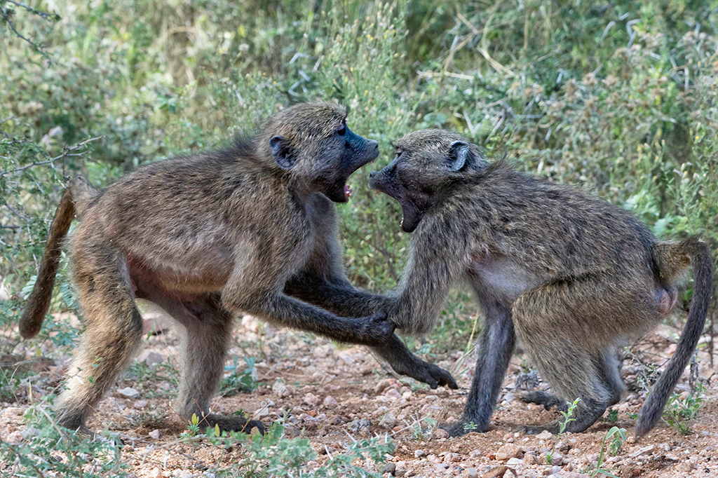 “Machos alfa” são raros entre os primatas, mostra novo estudo