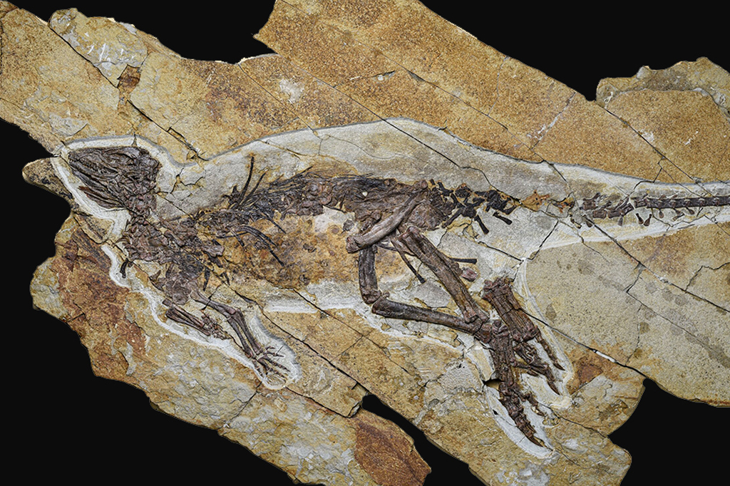 Que som os dinossauros faziam? Novos estudos indicam que eles cantavam como aves