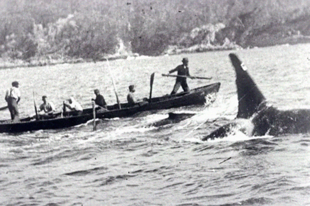 Há 200 anos, orcas ajudavam humanos a caçar baleias na Austrália