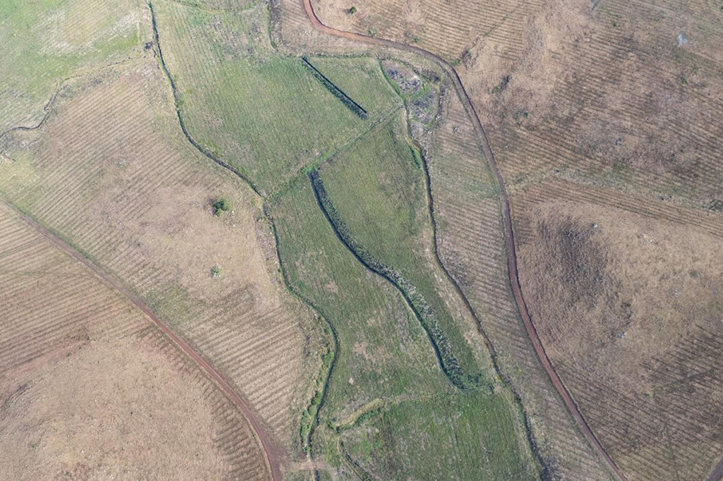 Ecossistema único no Brasil corre risco com avanço de plantações de pinheiro exótico