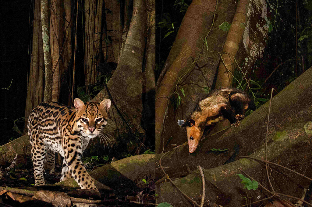 Timão e Pumba amazônicos: vídeo flagra amizade entre jaguatirica e gambá; veja
