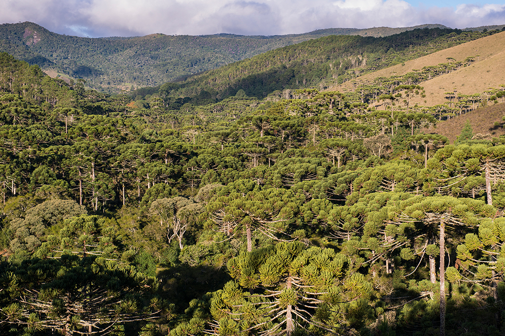 Como será usado o dinheiro do Fundo Florestas Tropicais para Sempre?