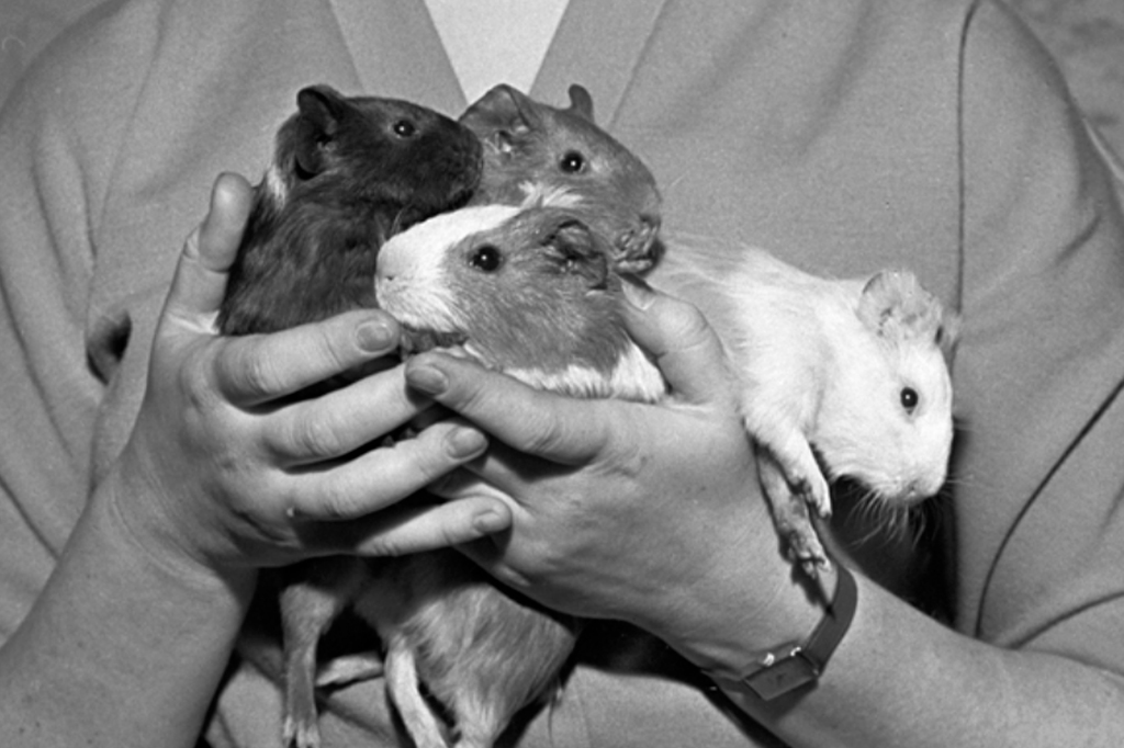 Fotografia dos Porquinhos-da-índia espaciais.