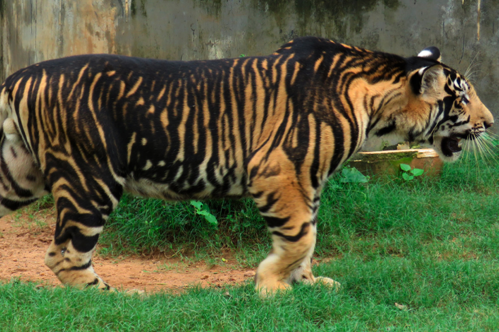Mutação genética raríssima explica o mistério dos “tigres negros”