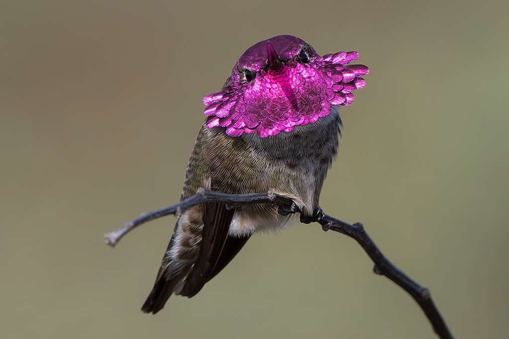 Esse beija-flor consegue “mudar” de cor; entenda como